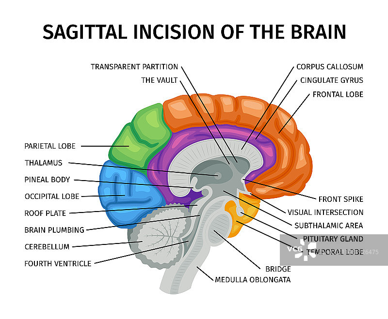 大脑矢状切面构图图片素材