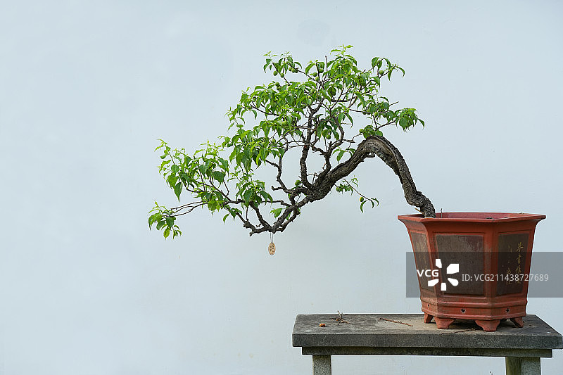 杭州植物园 盆景园 结了梅子的梅树盆景图片素材