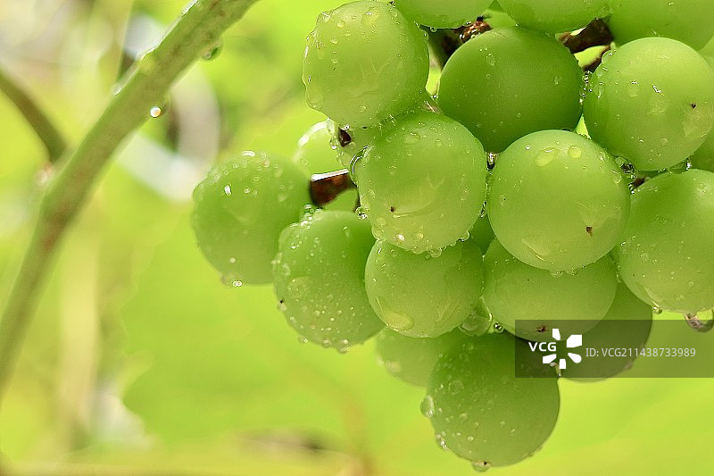 葡萄架上的葡萄图片素材