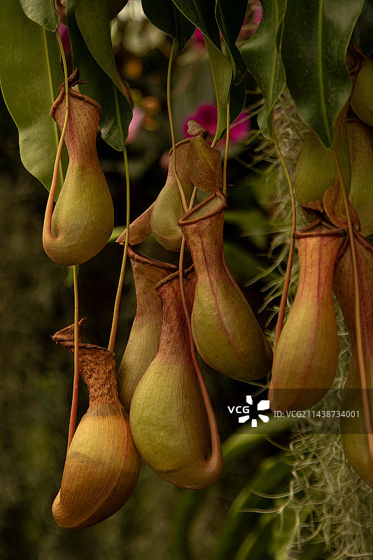 猪笼草特写图片素材