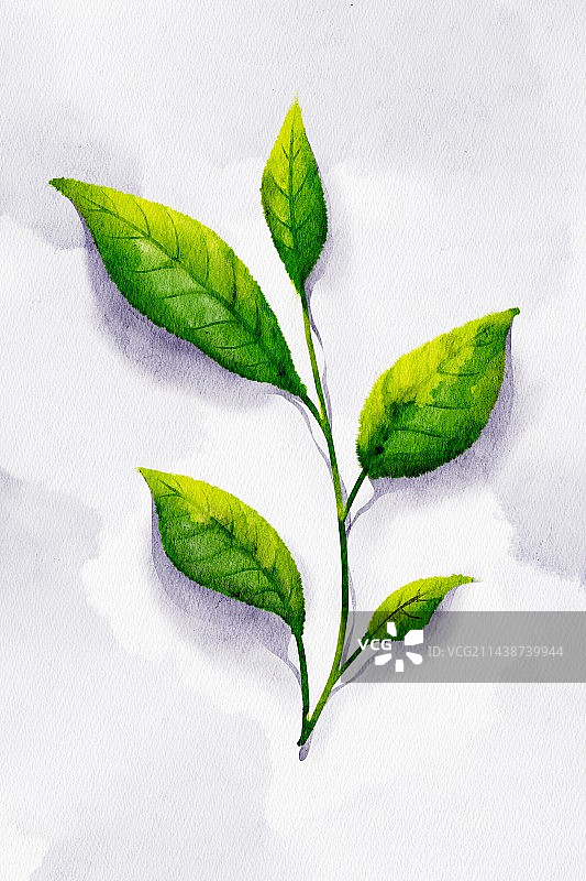 茶叶水彩插画图片素材