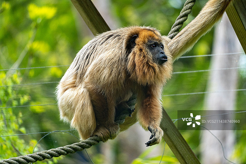 猴子坐在树上的特写镜头图片素材