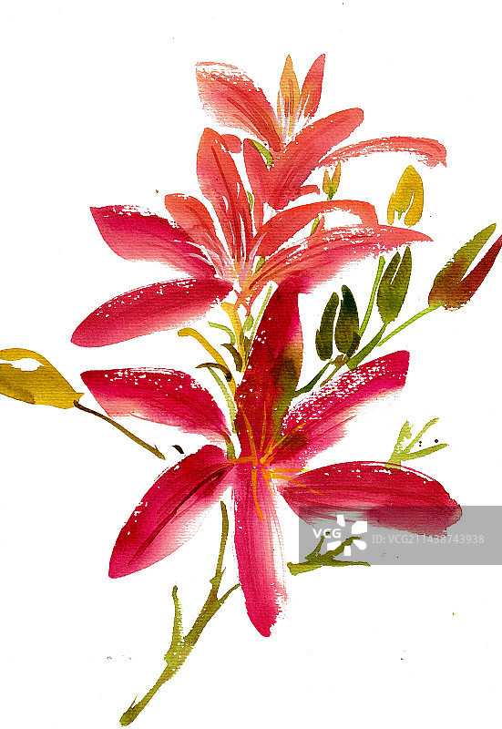 红色的百合花图片素材