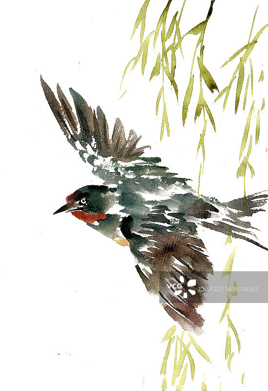 柳枝下的燕子图片素材