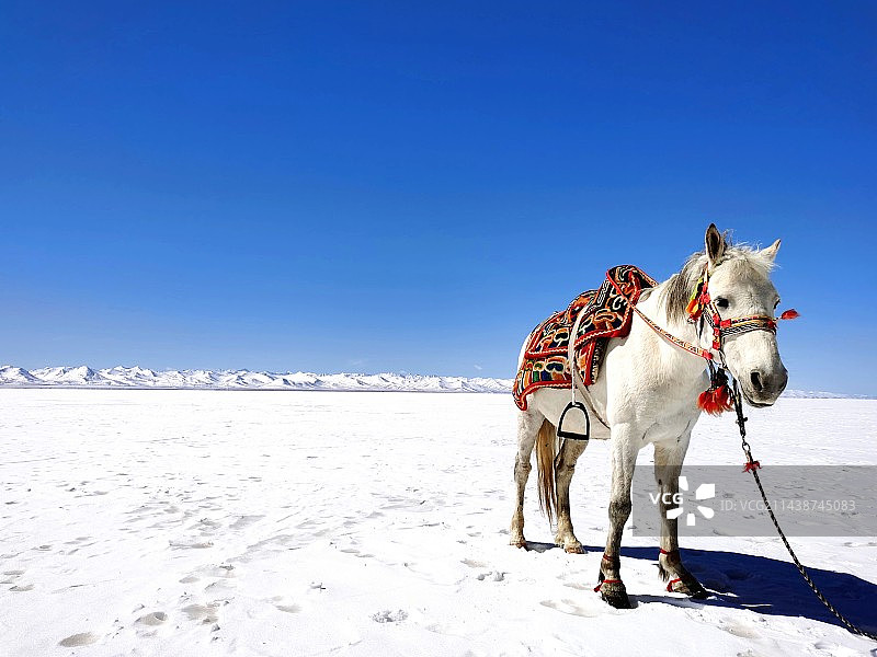 白马扎西图片素材