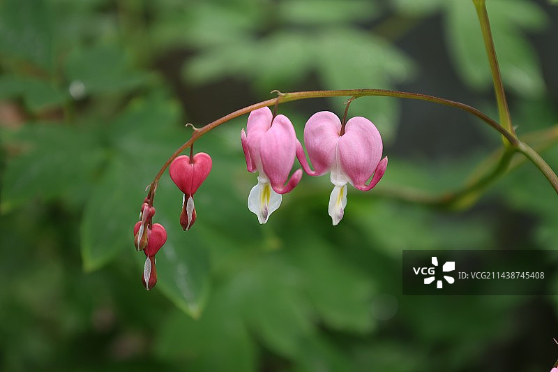 荷包牡丹图片素材