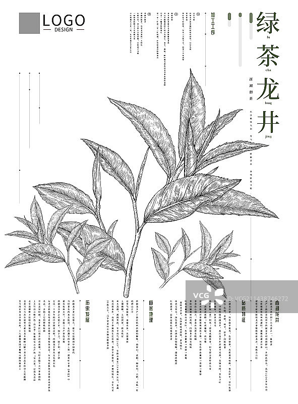 绿茶 龙井 红茶等茶叶设计模板图片素材