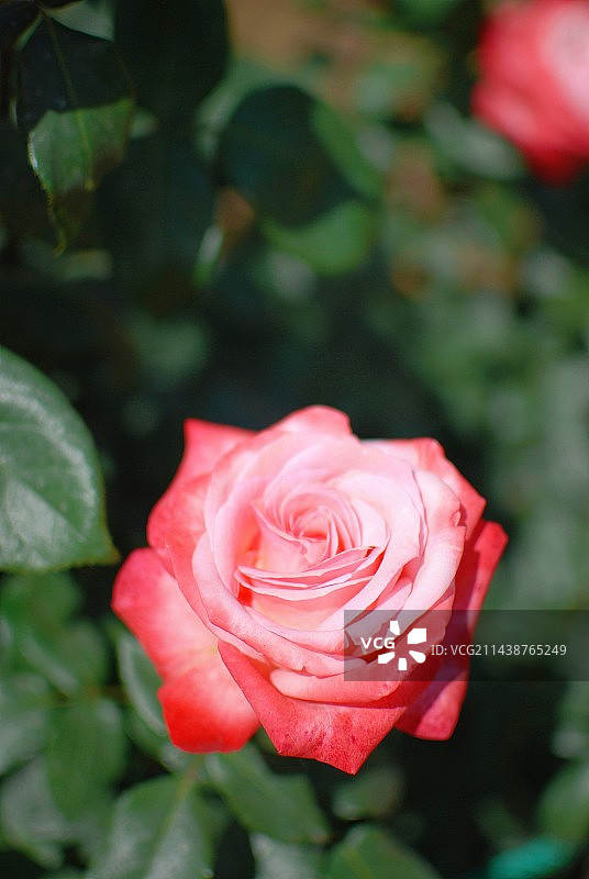 户外盛开的粉红开花植物特写镜头图片素材