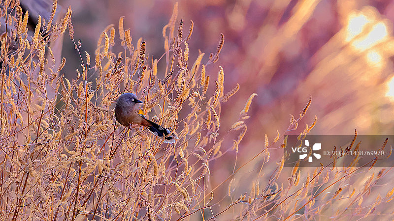 沐浴阳光图片素材