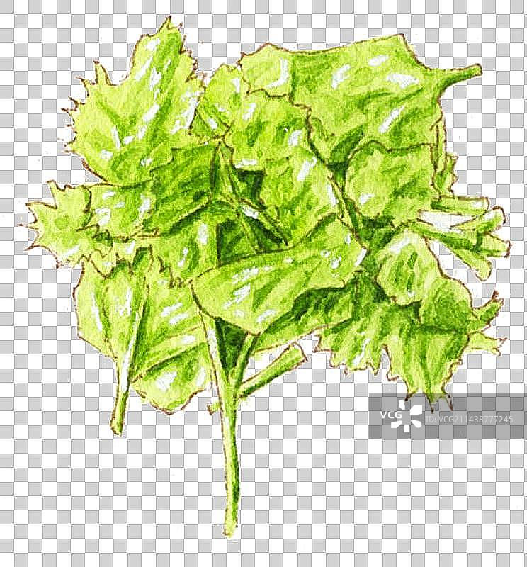 手绘美食辅料香菜清新免抠素材图片素材