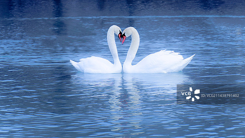 天鹅图片素材