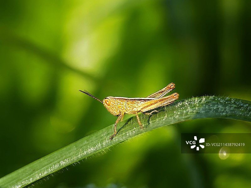 晨光下的小蚂蚱图片素材
