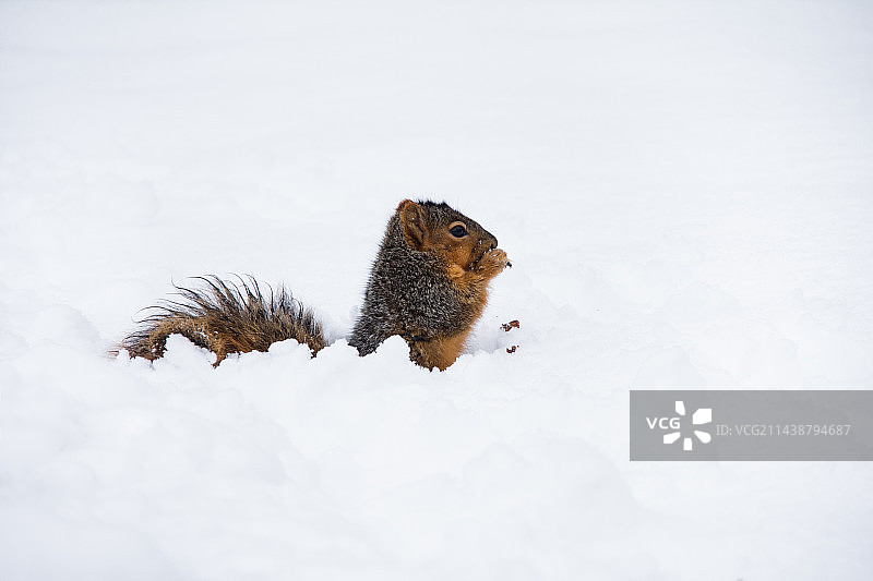 雪地里的松鼠图片素材