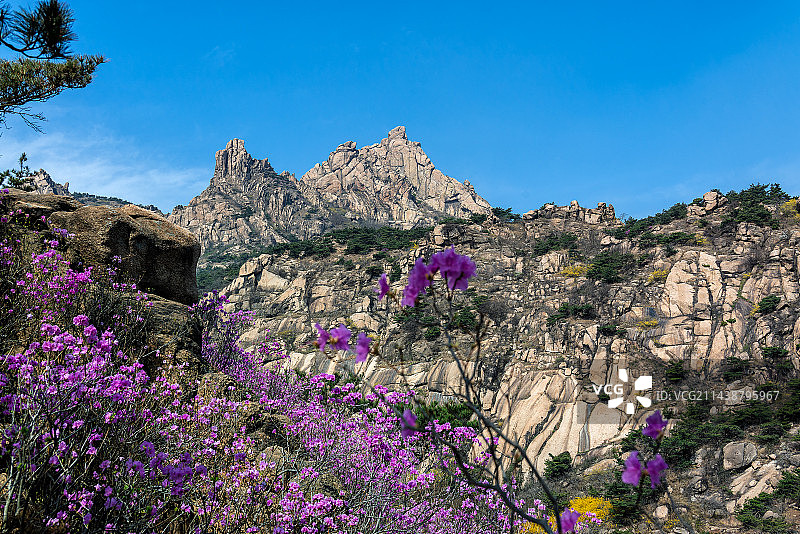 青岛大珠山盛开的杜鹃花图片素材