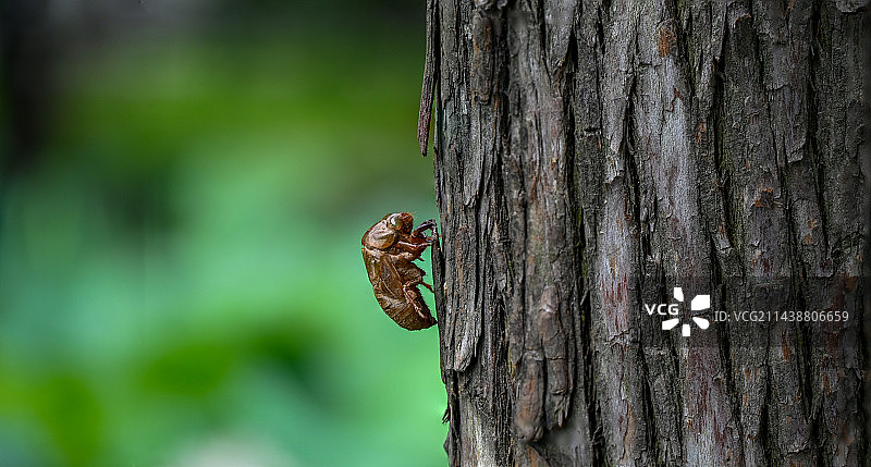 蝉脱壳后的蝉壳图片素材