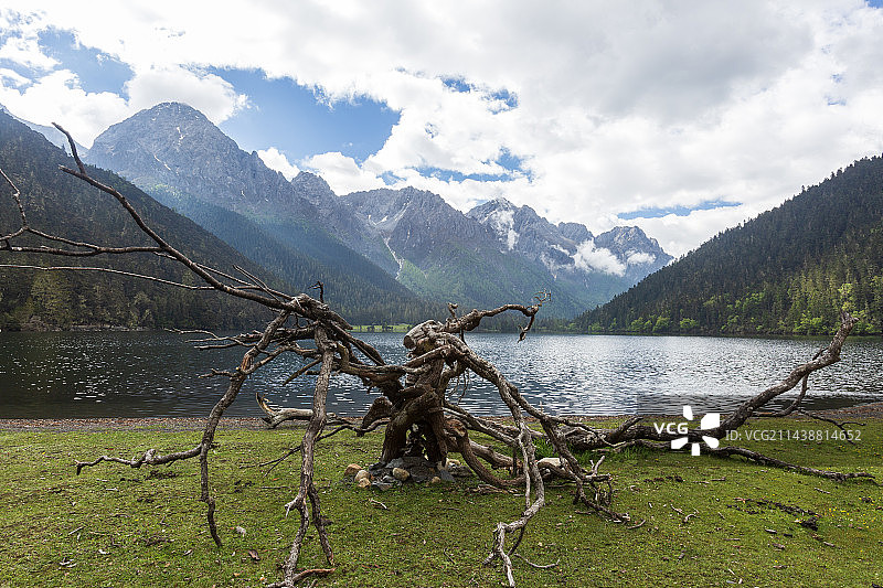 九龙县五须海枯树滩风景图片素材