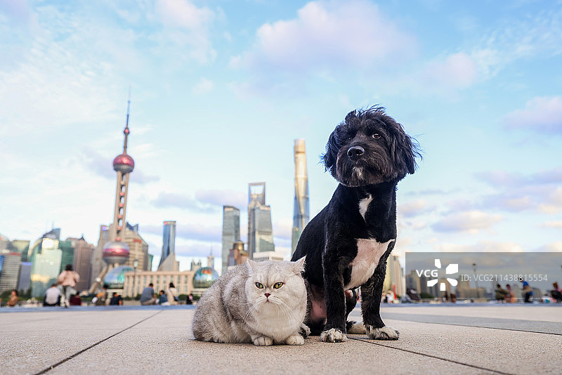 外滩街边的黑色混血犬和英国短毛猫图片素材