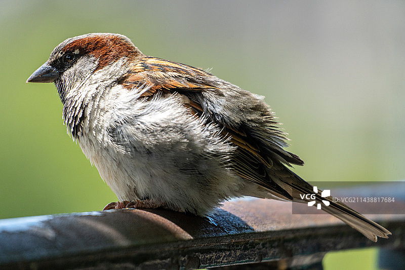 麻雀的特写图片素材