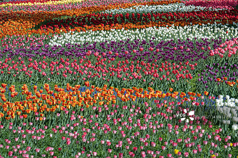 国家植物园的郁金香盛开，多彩的郁金香，有红黄白紫黑等多种颜色图片素材