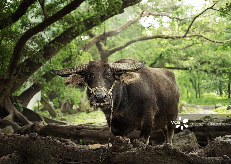 老榕树下牛吃草图片素材