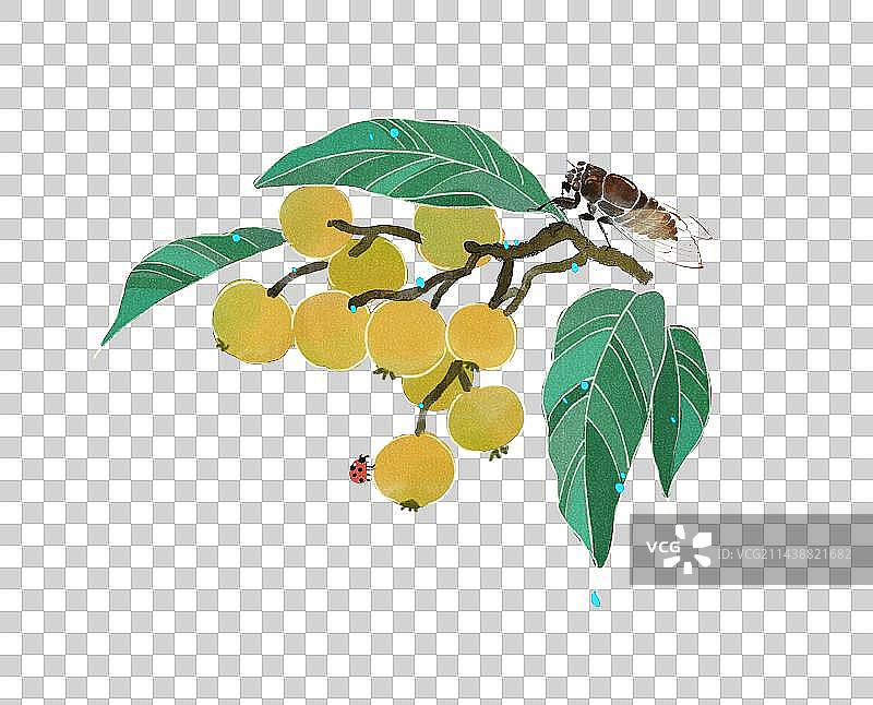 一只知了停在枇杷树上图片素材