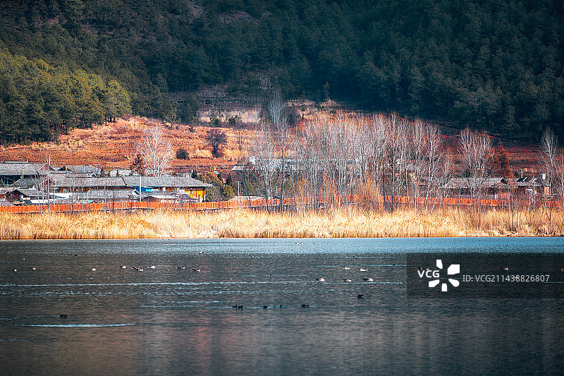 冬天的泸沽湖草海图片素材