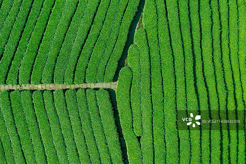航拍中国茶山风光图片素材
