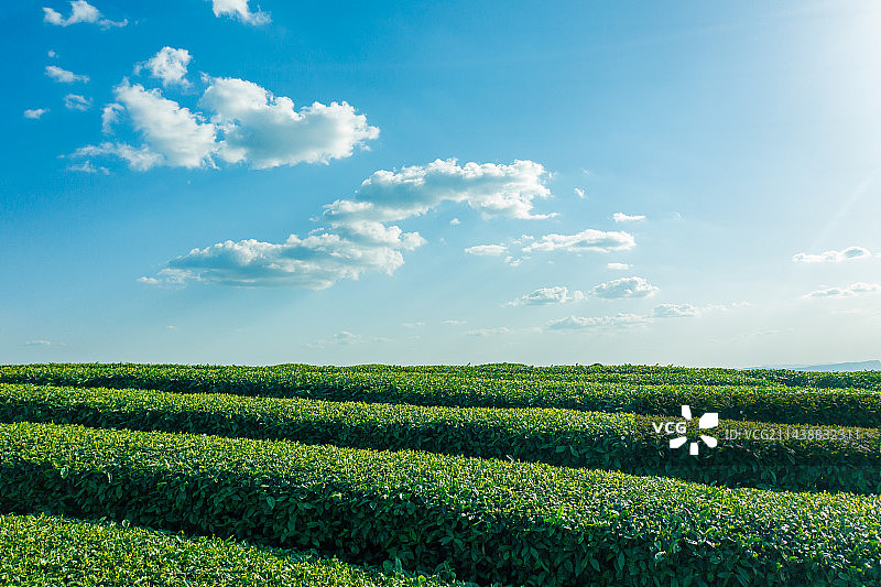 航拍茶山风光图片素材