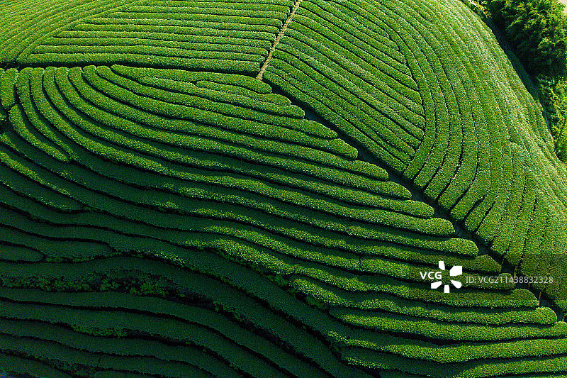 航拍中国茶山风光图片素材