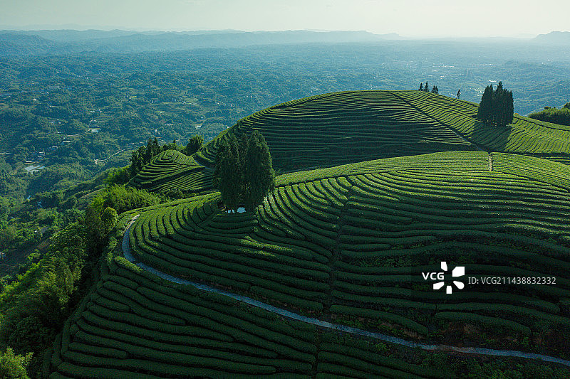 航拍中国茶山风光图片素材