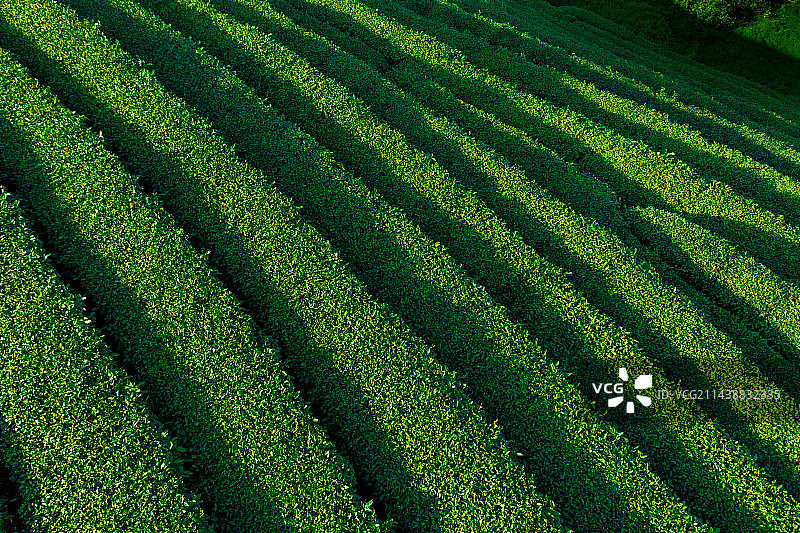 航拍中国茶山风光图片素材