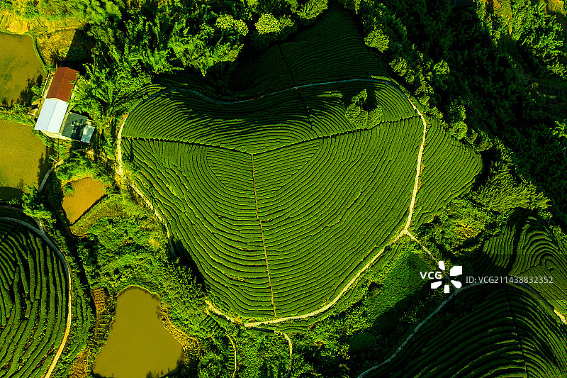 航拍中国茶山风光图片素材
