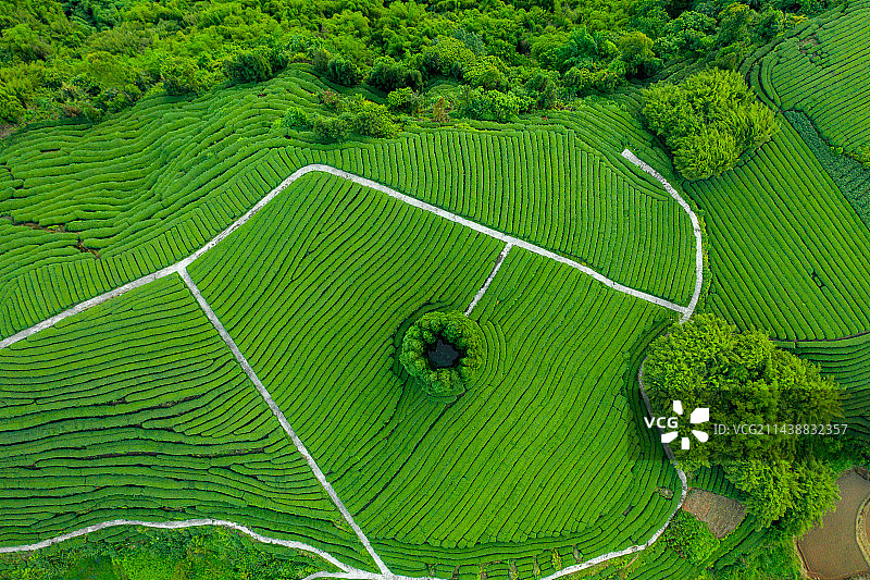 航拍中国茶山风光图片素材