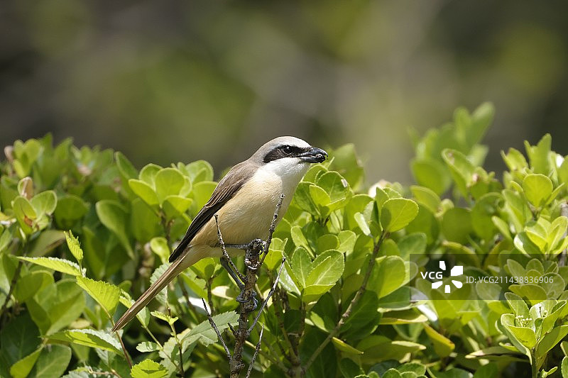 红尾伯劳图片素材