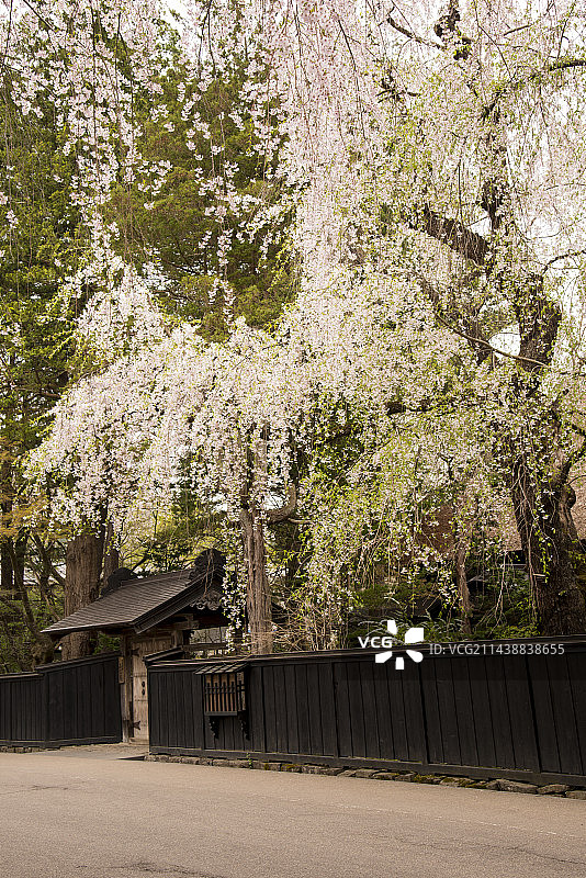 日本秋田县仙北市角馆町盛开的樱花树图片素材