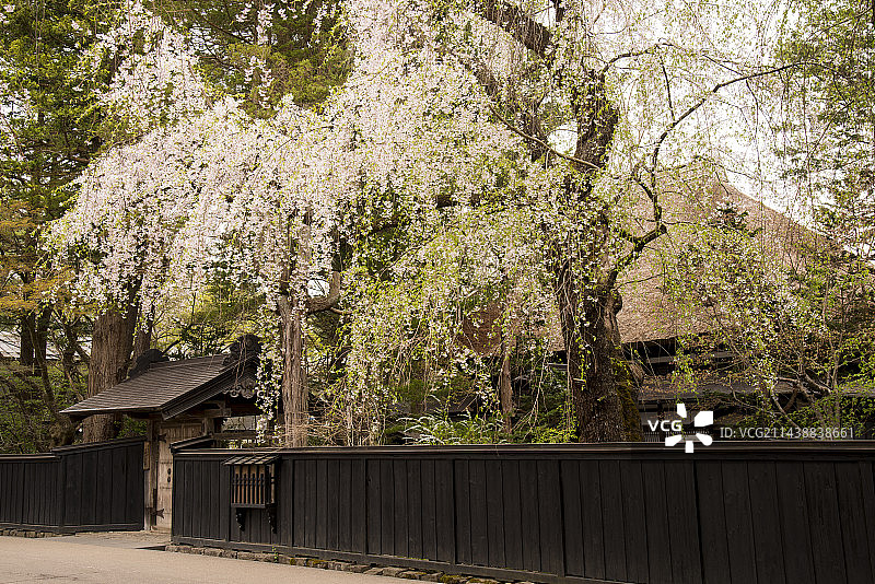 日本秋田县仙北市角馆町盛开的樱花树图片素材