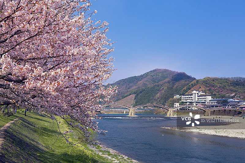 山口县岩国市，樱花与锦带桥图片素材