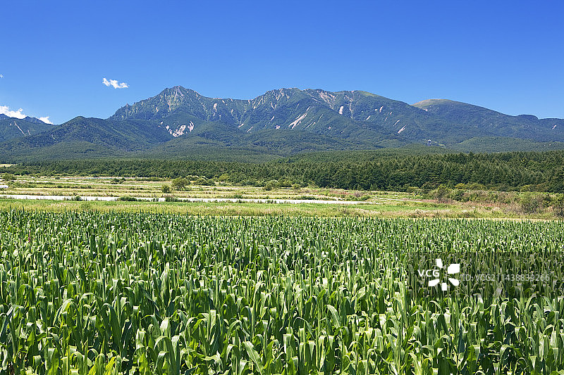 南牧村八岳山麓野边山高原玉米田风光图片素材