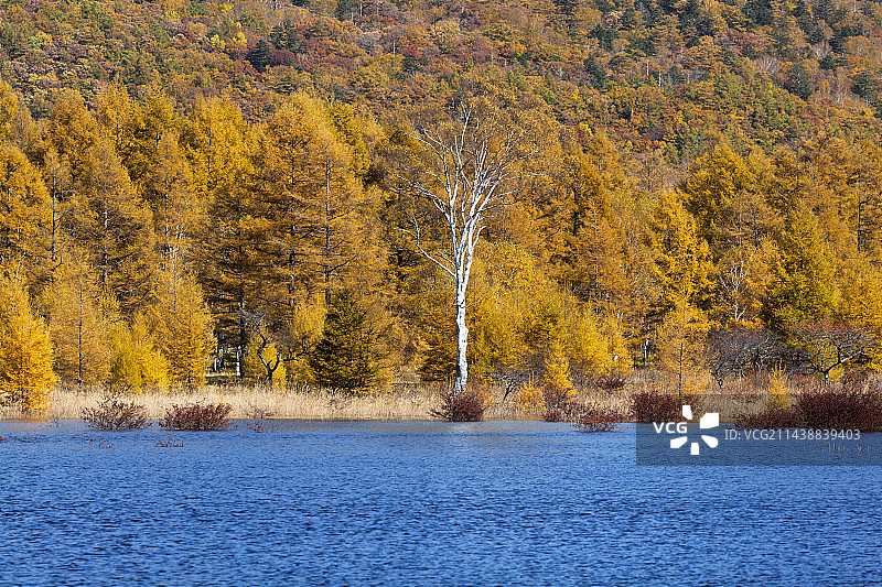 奥日光小田代原的秋色，位于枥木县日光市图片素材