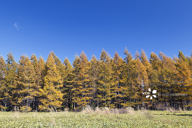 奥日光小田代原的秋色，位于枥木县日光市图片素材