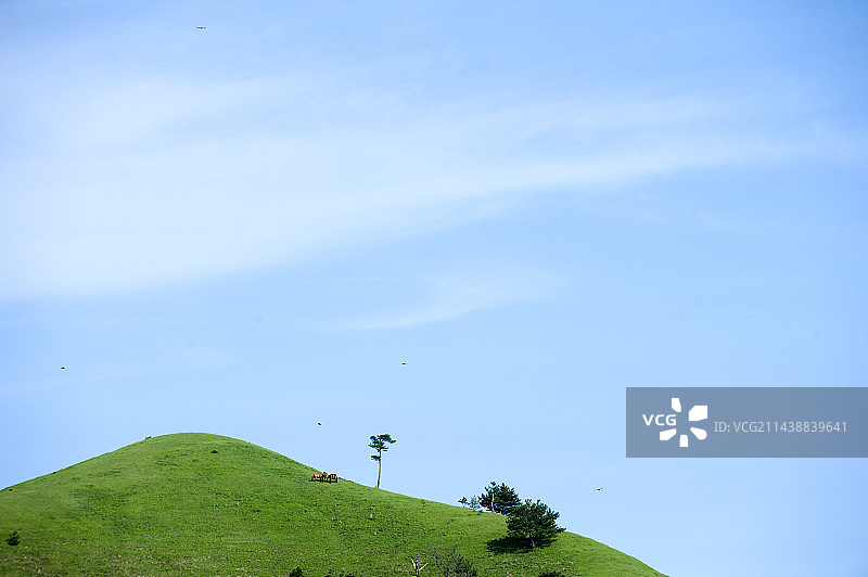 蓝色天空和绿色植物下的岬马，宫崎县都井岬图片素材