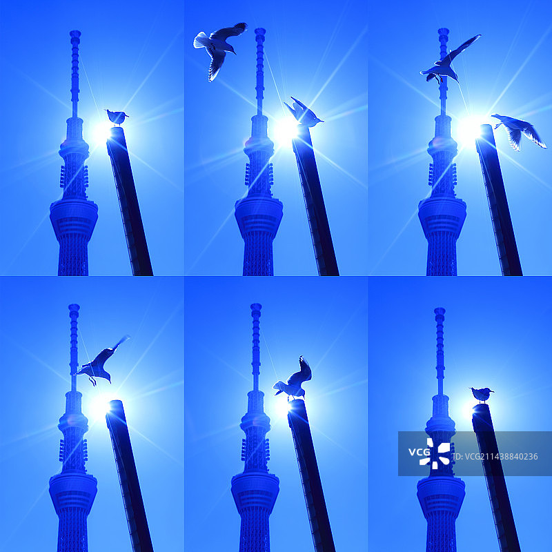 黑头鸥、东京晴空塔与阳光，隅田川，东京图片素材