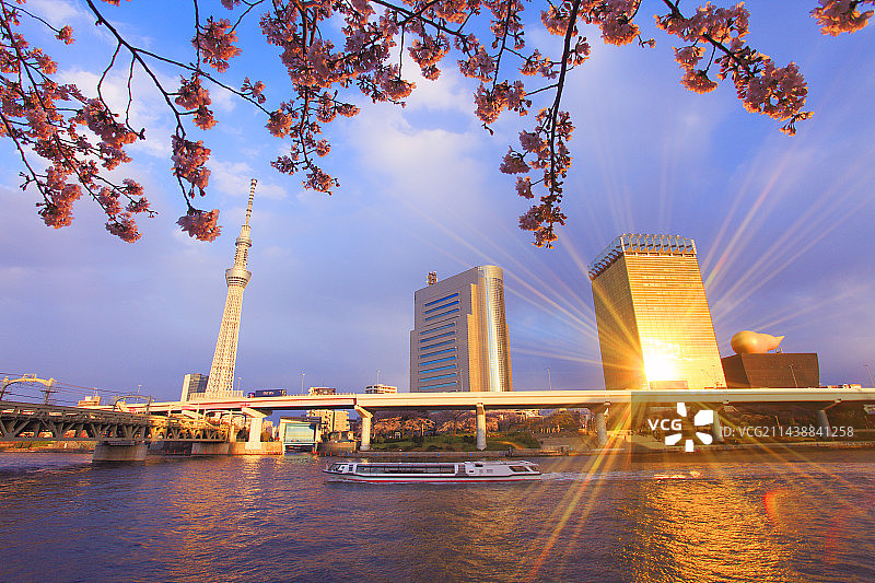 东京晴空塔与隅田川吉野樱花，东京台东区图片素材
