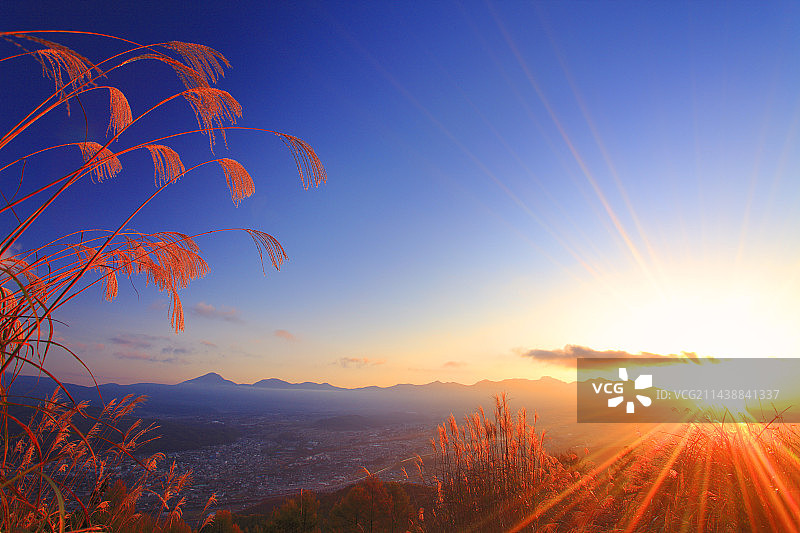 长野县茅野市日出时分的八岳山脉与芒草图片素材