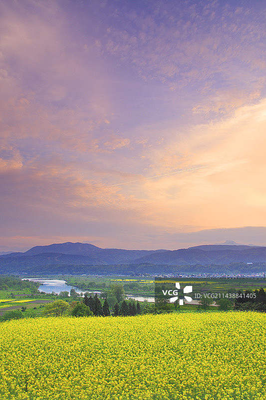 油菜花田，晚霞，千曲川，妙高山和斑尾山，饭山，长野县图片素材