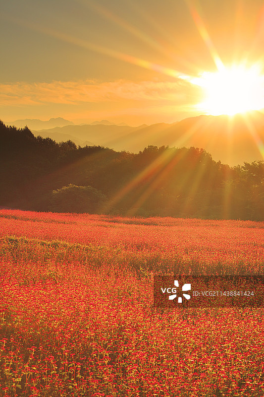 八岳山脉、晨曦与红荞麦花田，长野县箕轮町图片素材