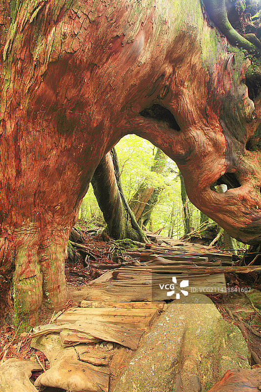 屋久岛杉木栅栏，日本鹿儿岛县熊毛郡图片素材