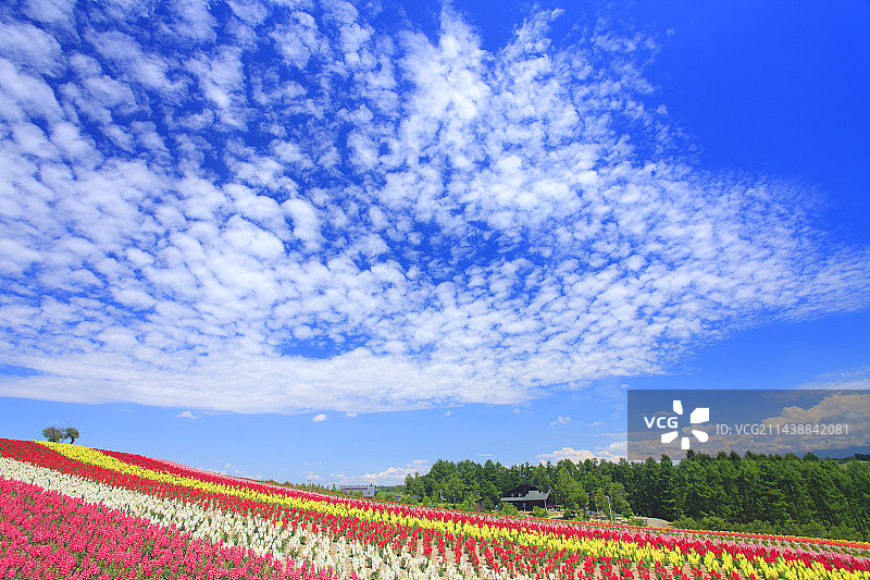 北海道美瑛町的鲜花花园，如金鱼草和鳞云图片素材
