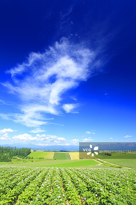 北海道美瑛町十胜山脉大雪山盛开的土豆田图片素材