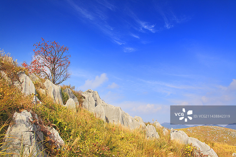 日本喀斯特高原的石灰岩和柿子树，山口县图片素材